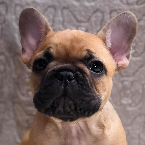 French Bulldog Puppy