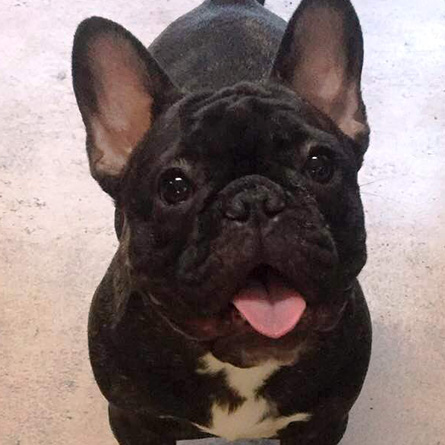 Black French Bulldog