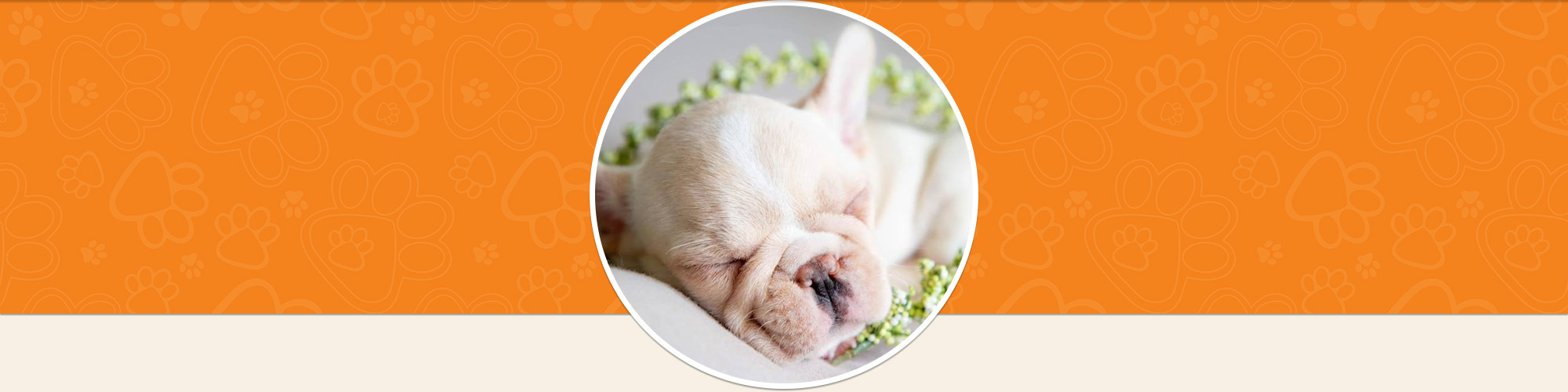 Sleeping Puppy