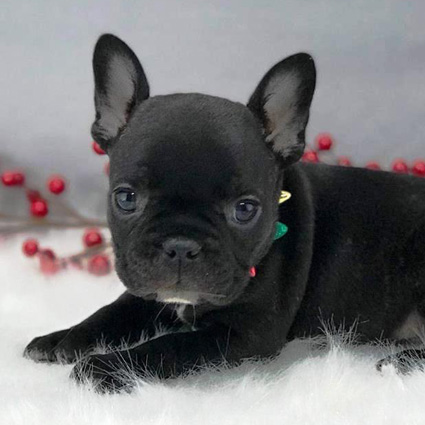 Black Puppy Black Puppy