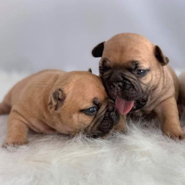 Two Puppies