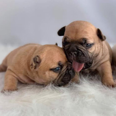 Two Puppies Two Puppies
