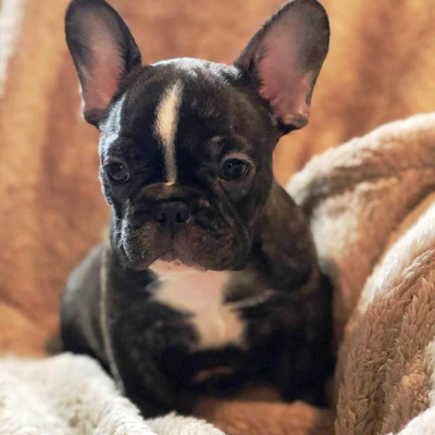Tricolored Puppy