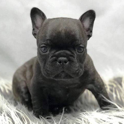 Puppy Looking Straight