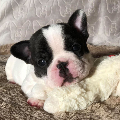 Photogenic Puppy