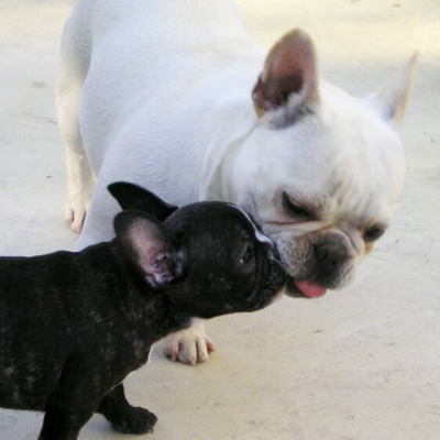 Mother and Baby Frenchies