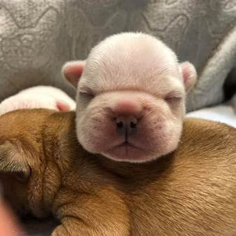 Newborn Puppies